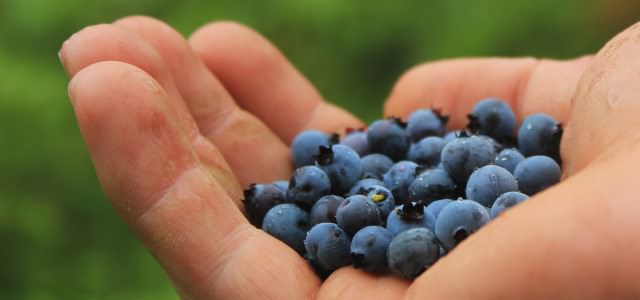 A handful of blueberries on a blurred green background