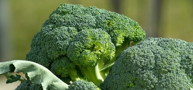 Large stalks of broccoli