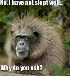 Image of a tired monkey meme