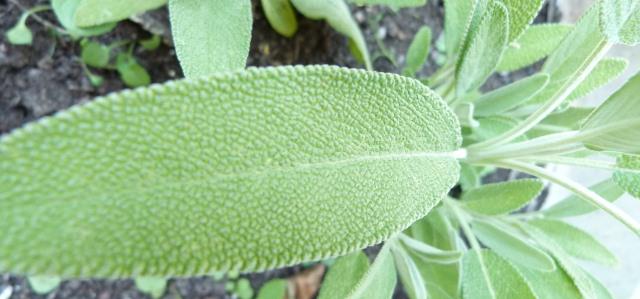 A large green sage plant in a garden