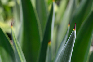 Aloe vera siūlo platų potencialiai naudingos naudos sveikatai spektrą.