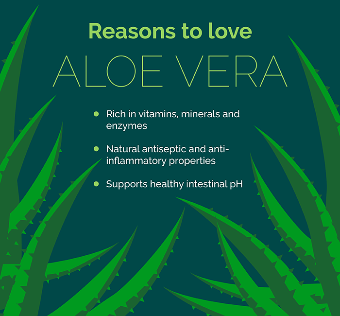 Químico Melodrama Involucrado Health Benefits of Aloe Vera | Simply Supplements