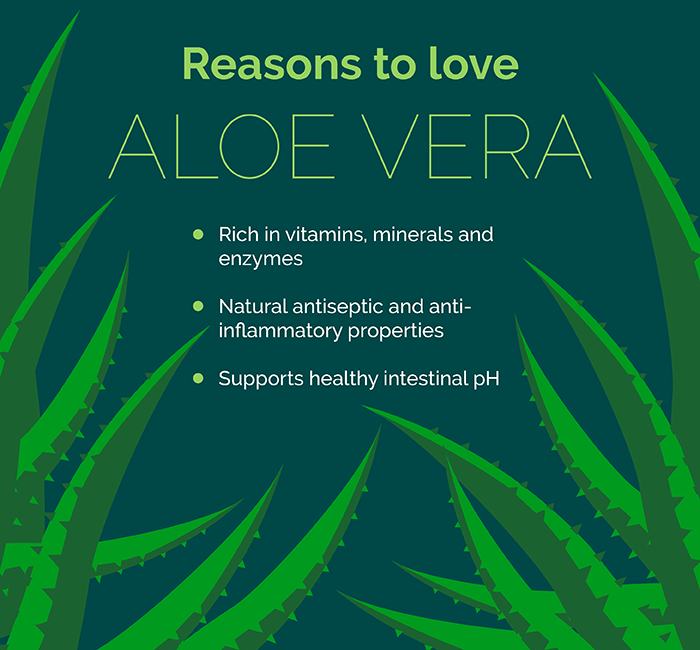 Health Benefits of Aloe Vera Simply Supplements