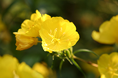 Evening primrose oil for eczema is proven to be effective in many cases.