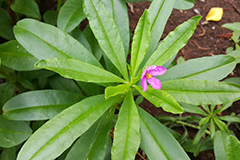 A ginseng plant.