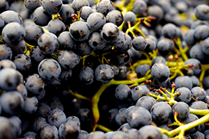 Maqui berries are famed for their superior antioxidant protection.