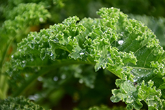 Žalios lapinės daržovės yra pagrindinė MIND dietos sudedamoji dalis.