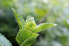 Peppermint has been used as a natural remedy for generations.