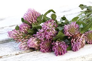 Red clover is rich in isoflavones which may help to suppress some symptoms of the menopause.