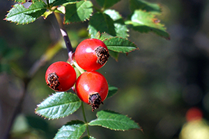 Rosehips for rich in vitamin C, which may help to explain some of the health benefits attributed to them.