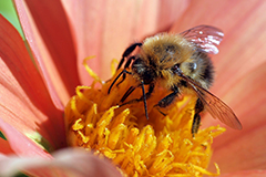 Royal jelly is fed to queen bees.