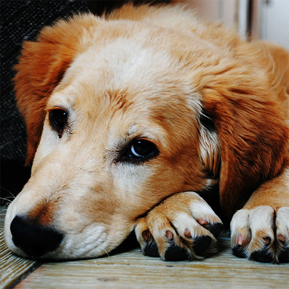 can diabetes cause paralysis in dogs