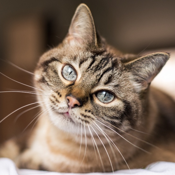 Eye problems in cats - PDSA