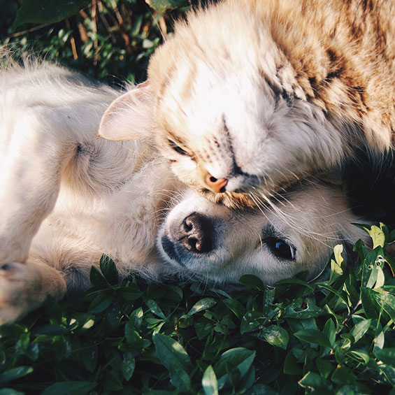 dental-care-for-cats-and-dogs