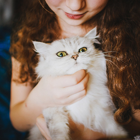 Domestic best sale cat behaviour