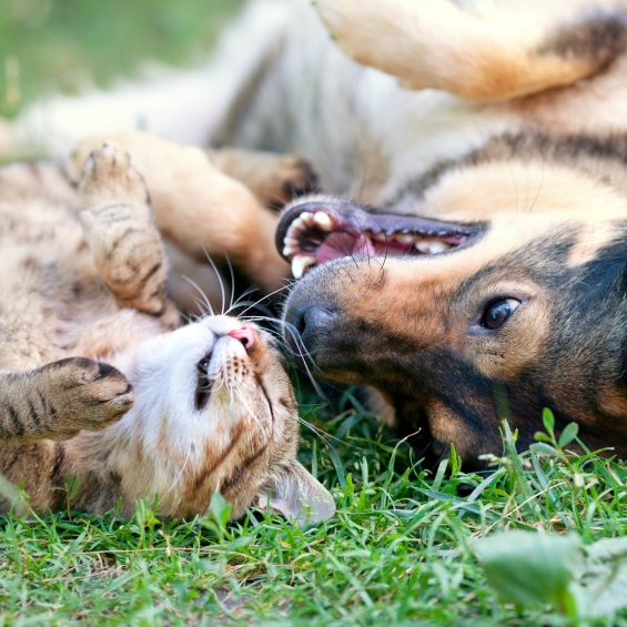 arthritis-and-joint-problems-in-dogs-and-cats