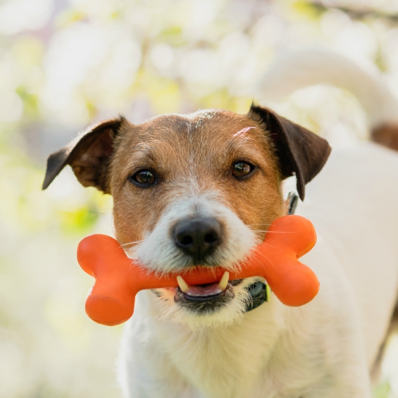 balanced-diet-for-dogs