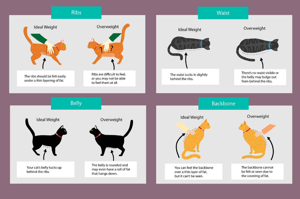 Healthy weight 2025 loss for cats