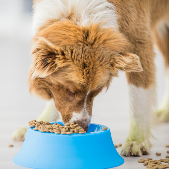 'how-to-change-a-dogs-diet