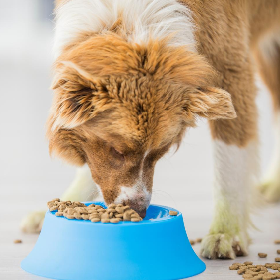 how-to-change-your-dog-s-diet-vitapaws