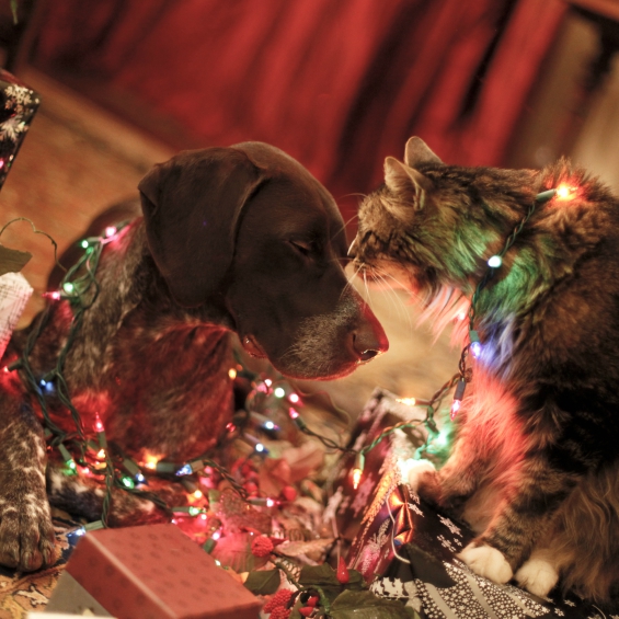 christmas-pet-safety-checklist