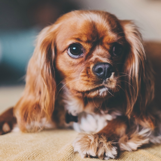 Common Eye Problems in Dogs | VitaPaws Pet Supplements