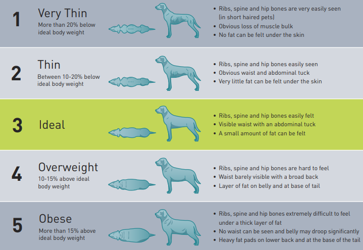 How Much Should You Feed Your Dog? [+ Canine BCS Chart]