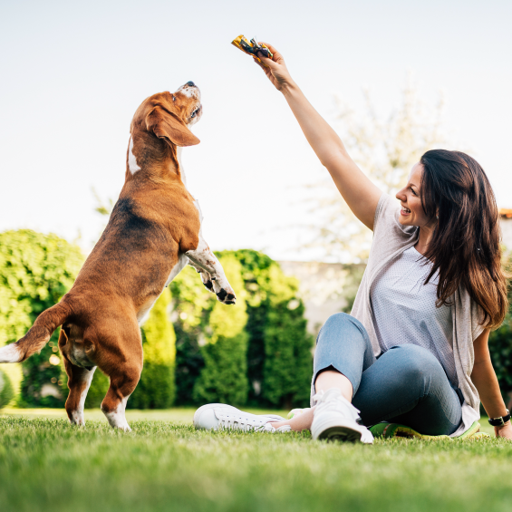 'can-a-dogs-diet-affect-behaviour