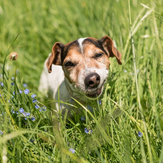 why-do-dogs-eat-grass