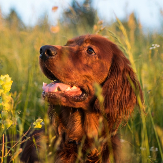 dry-skin-in-dogs