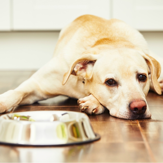 Tips for Fussy Eaters Dogs Cats VitaPaws Pet Supplements