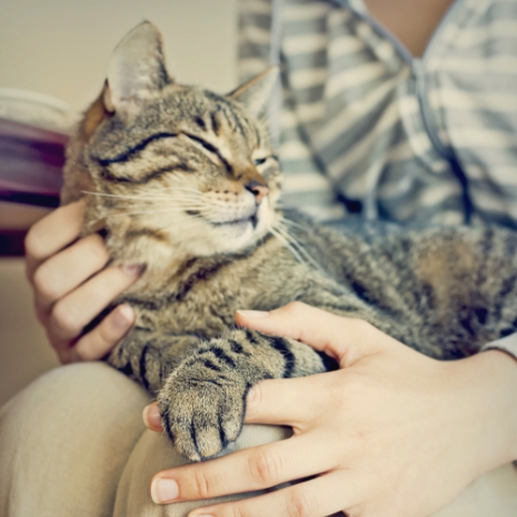 how-to-help-your-cat-lose-weight