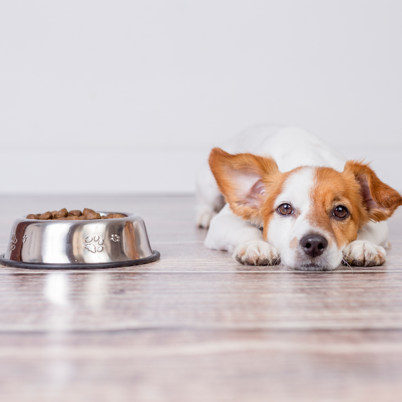 'how-to-spot-a-poor-diet-in-dogs