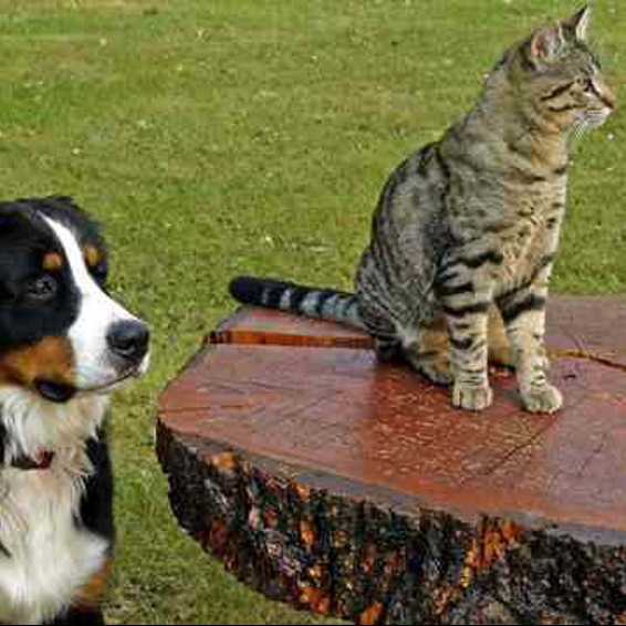 'meeting-the-needs-of-older-dogs-cats