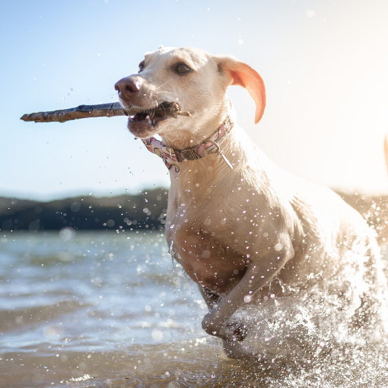 essential-minerals-for-dogs