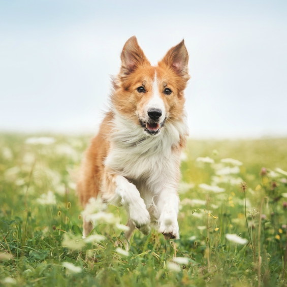 nutrition-advice-for-active-dogs