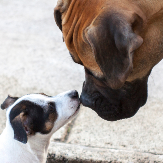 caring-for-a-giant-or-miniature-breed