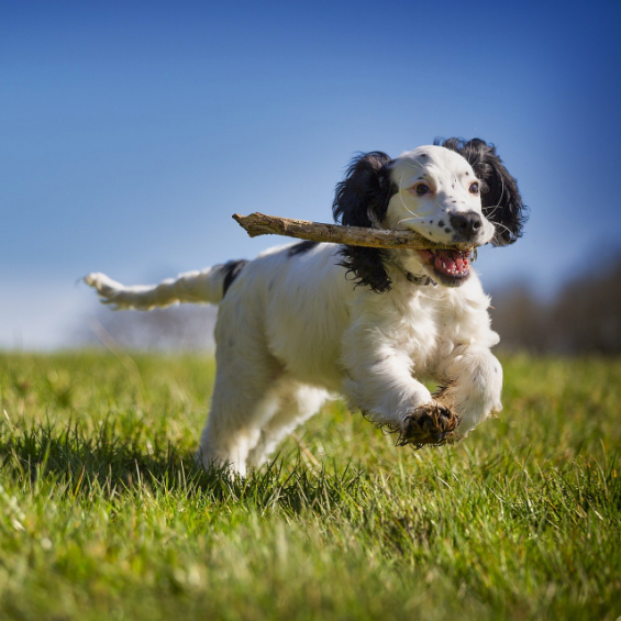 'keep-your-dog-safe-from-heat-stroke