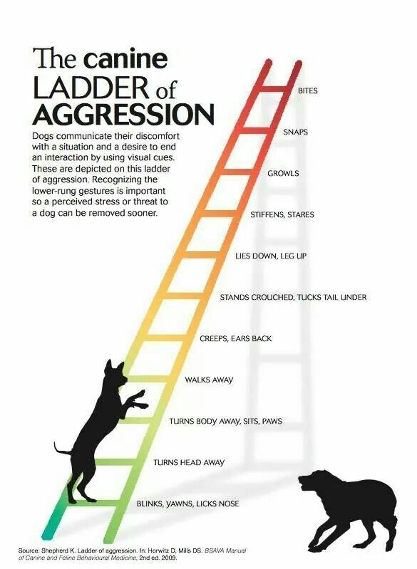 The canine ladder of aggression
