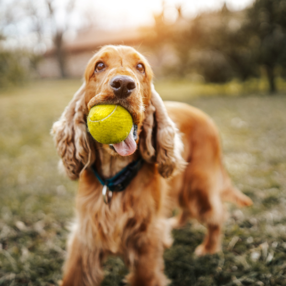 'positive-reinforcement-for-pets