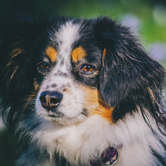 is too much salmon bad for dogs